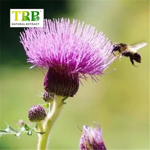 Soluble Milk Thistle Extract Featured Image
