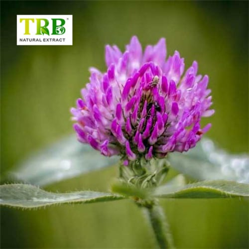 Red Clover Extract Featured Image