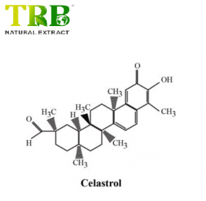 Celastrol Powder