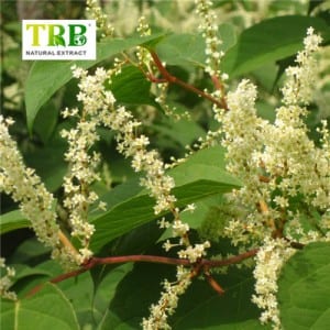 Giant Knotweed wepụ