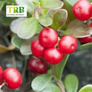 Bearberry Leaf Extract