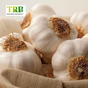 Black Garlic Extract Allium Sativum L Bulb Extract