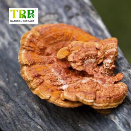 Discount wholesale Cordyceps (Sinensis) Extracts - Reishi Mushroom Extract – Tong Rui Bio detail pictures