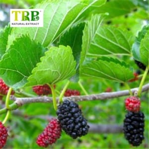Mulberry Leaf Extract 1-deoxynojirimycin(dnj)