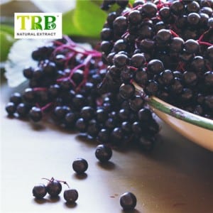 Black Elderberry Extract Anthocyanidins 1%~25%