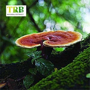 Factory Outlets N-Acetyl-S-Allyl-L-Cysteine - Reishi Mushroom Extract – Tong Rui Bio