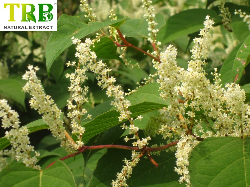 Organic Giant Knotweed Extract 50.0~98.0% Resveratrol Featured Image